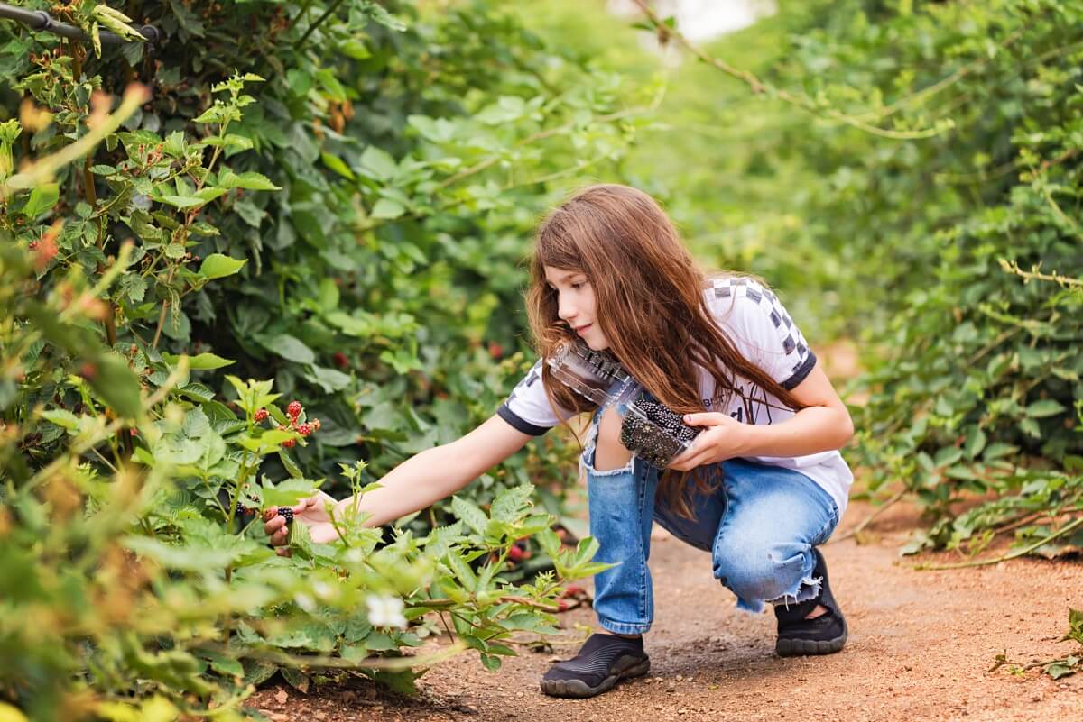 Pick-Your-Own farm fresh berries, veggies, and more from our u-pick gardens at Mortimer Farms in Dewey, AZ